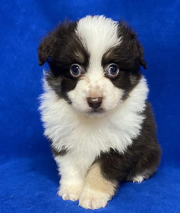 Toy Australian Shepherd Puppy
